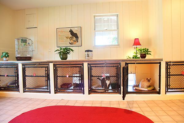 Cat boarding home hotsell