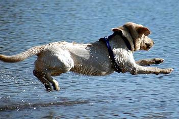 Mountain Run Kennel