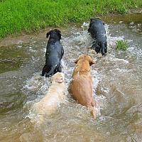 Mountain Run Kennel